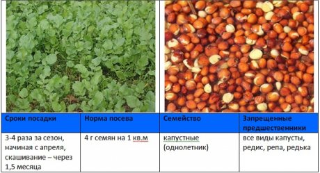 Вредители льна масличного фото